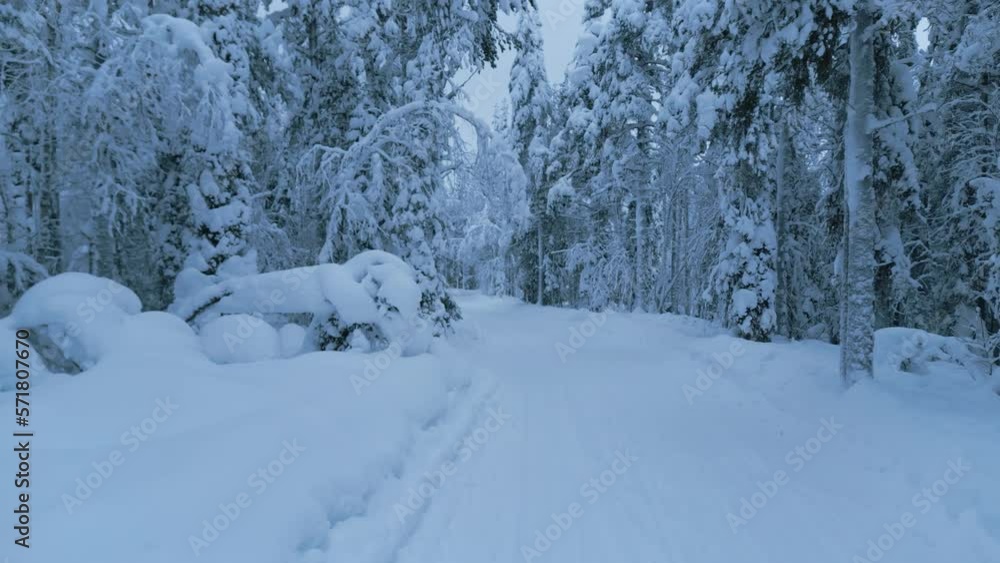 Aerial shot, flying backwards above the path between the  trees covered in snow in a winter forest.