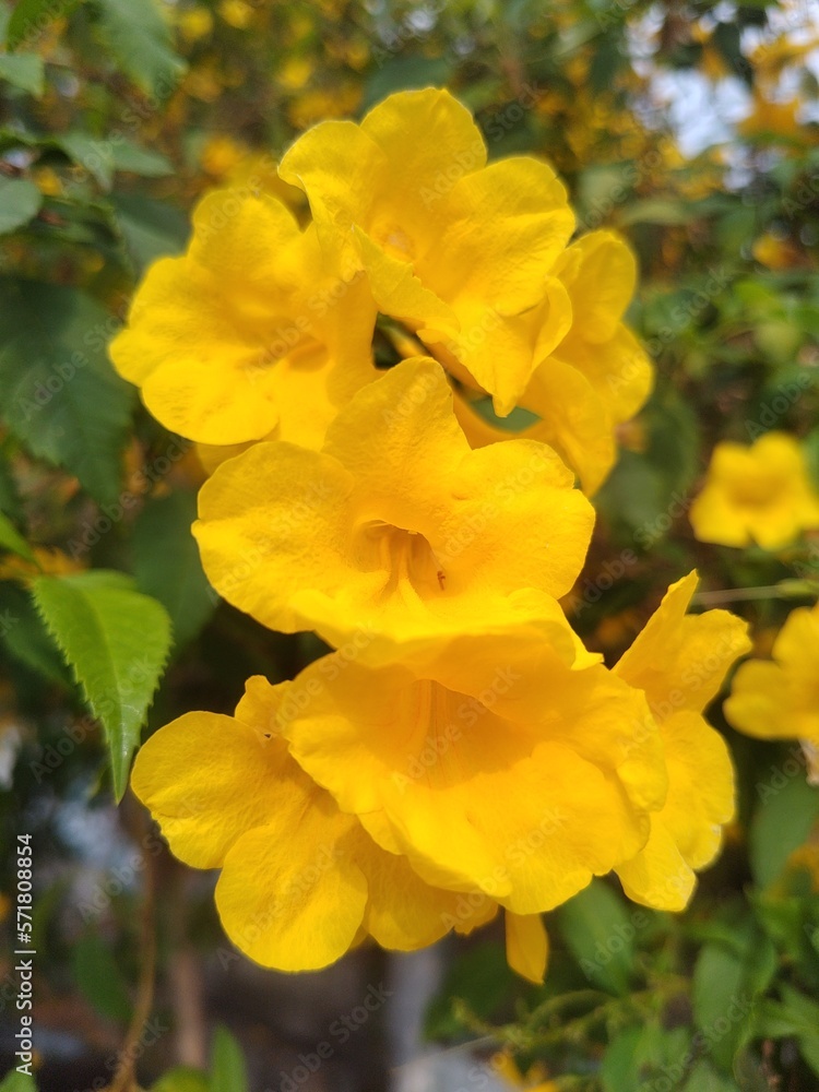 Yellow flora blossom in summer of thailadn