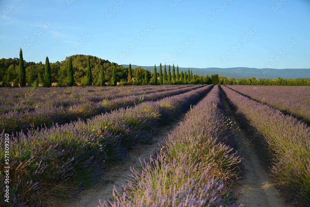Fototapeta premium Lavender field with trees and blue sky in the background. Provence lavender fields. France. 