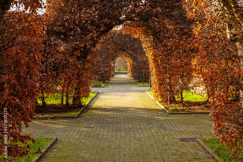 Tree tunnel in Dortmund. Trees are trimmed to arc