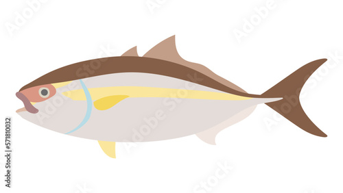 カンパチのフラットなベクターイラスト