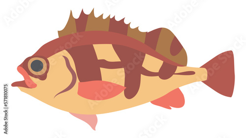 ウスメバル（オキメバル）のフラットなベクターイラスト