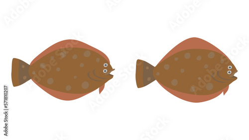カレイ2種類。左: マコガレイ、右: マガレイ。フラットなベクターイラストセット。