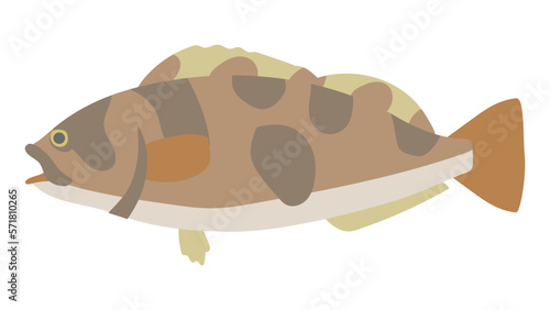 アイナメのフラットなベクターイラスト