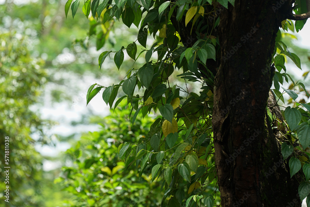 Betel plants grow vines on large logs Betel plants grow vines on large logs