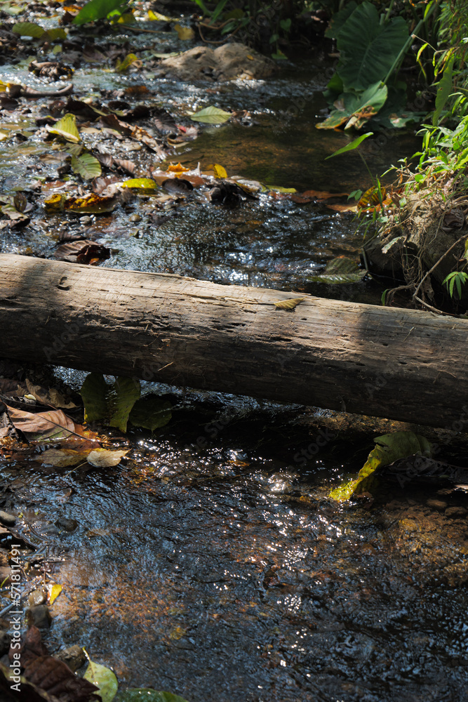 Fototapeta premium tree falls over stream in the forest 