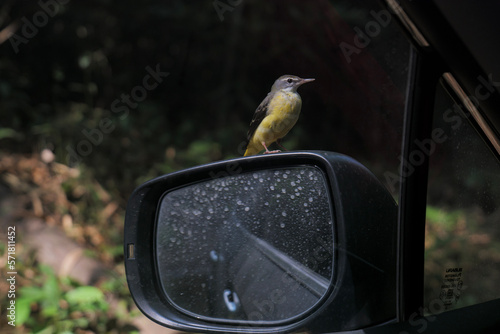 bird on a car mirror in wild