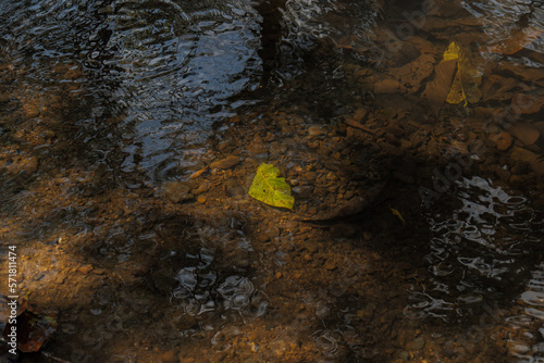 autumn leaf in river