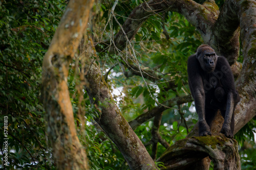 Photo Western lowland gorilla (Gorilla gorilla gorilla) in tree