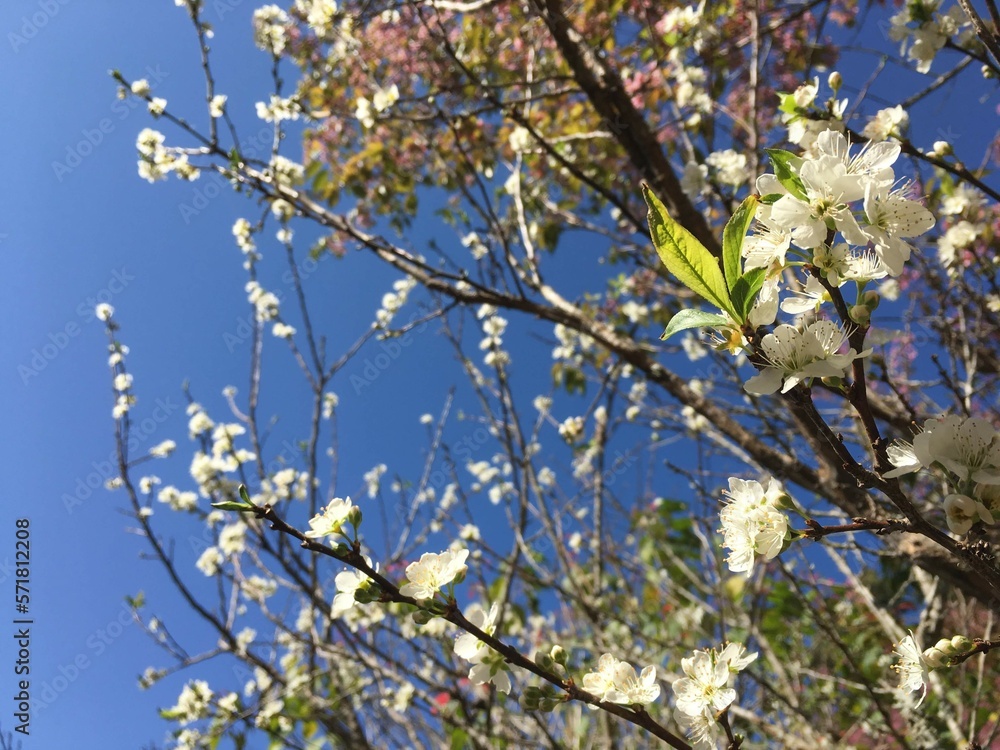 blooming tree