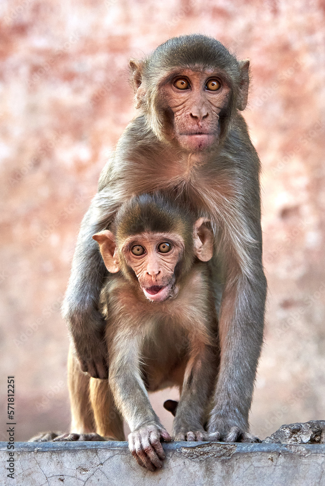 Macaque monkey family, mom with baby at the GaltaJi Monkey Temple in Jaipur, India