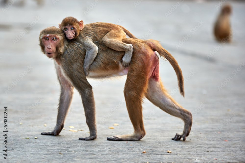 Macaque monkey family, mom with baby at the GaltaJi Monkey Temple in Jaipur, India