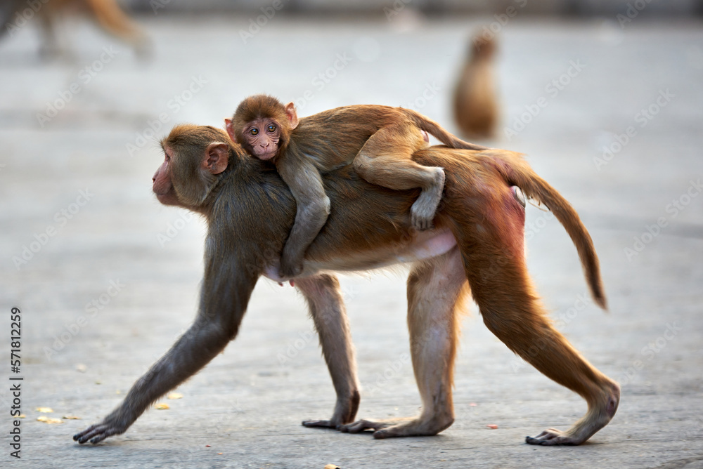 Macaque monkey family, mom with baby at the GaltaJi Monkey Temple in Jaipur, India