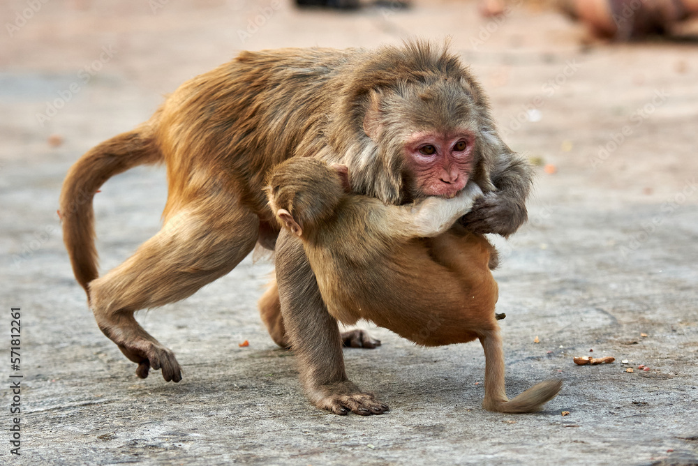 Macaque monkey family, mom with baby at the GaltaJi Monkey Temple in Jaipur, India
