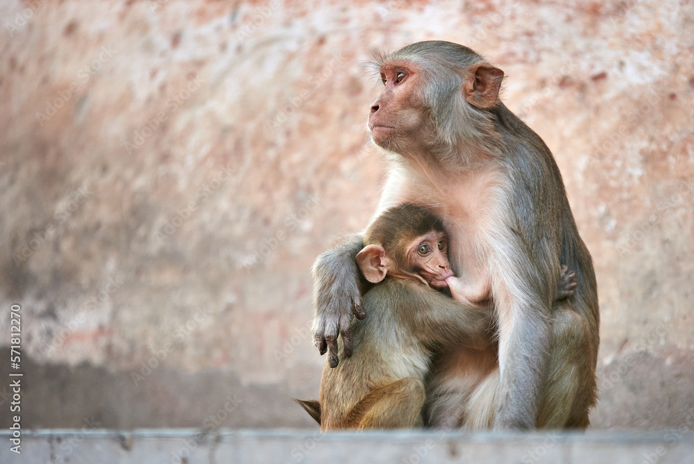 Macaque monkey family, mom with baby at the GaltaJi Monkey Temple in Jaipur, India