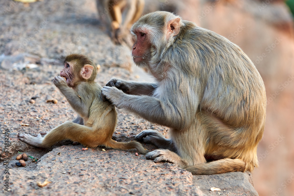 Macaque monkey family, mom with baby at the GaltaJi Monkey Temple in Jaipur, India