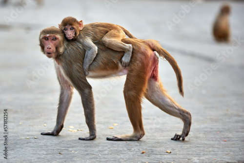Obraz na płótnie Macaque monkey family, mom with baby at the GaltaJi Monkey Temple in Jaipur, India w salonie