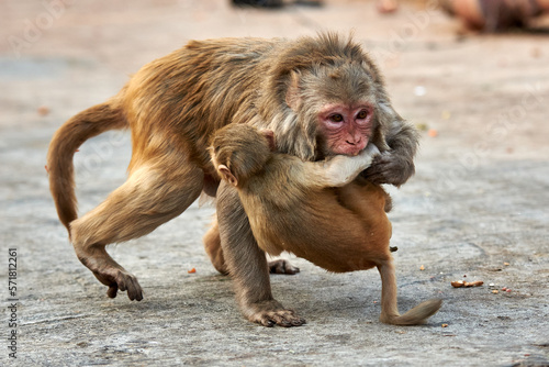 Macaque monkey family, mom with baby at the GaltaJi Monkey Temple in Jaipur, India