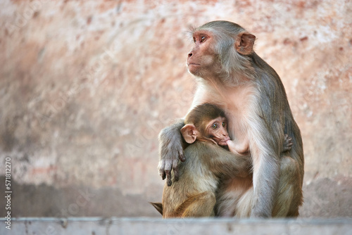 Obraz na płótnie Macaque monkey family, mom with baby at the GaltaJi Monkey Temple in Jaipur, India w salonie