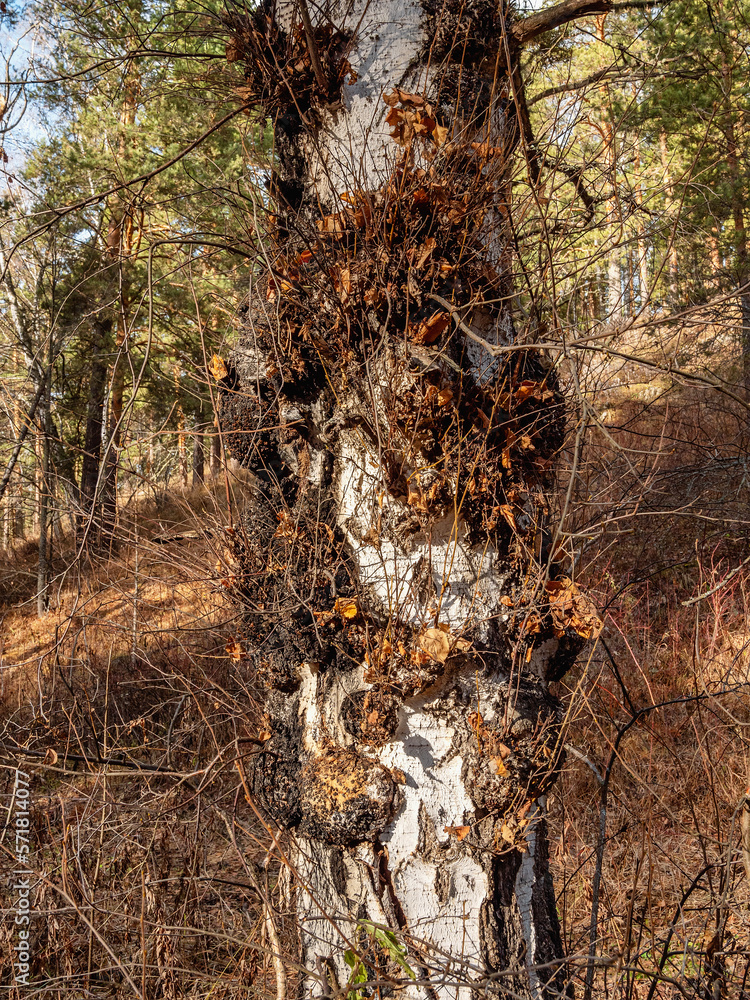Fototapeta premium Southern Urals, numerous burls on a birch.