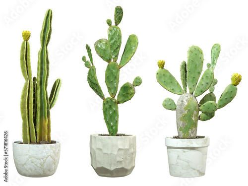 Summer cactus plants in pots cut out transparent backgrounds 3d rendering png
