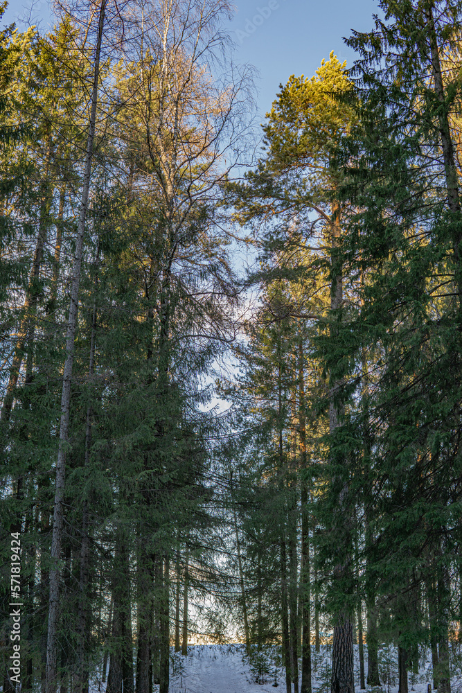 Obraz premium autumn forest in the autumn