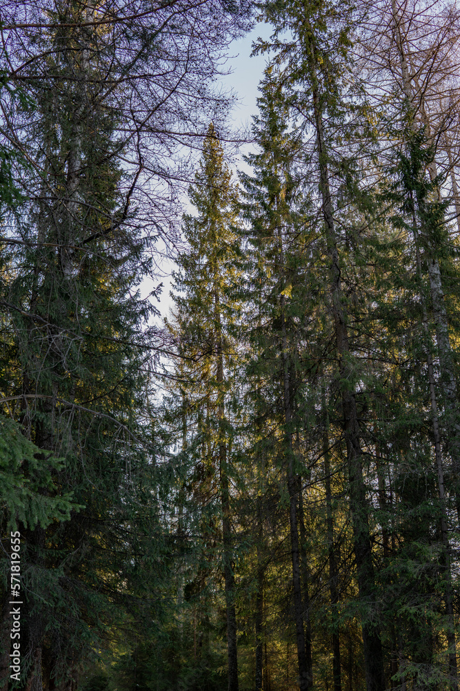 pine forest in the morning