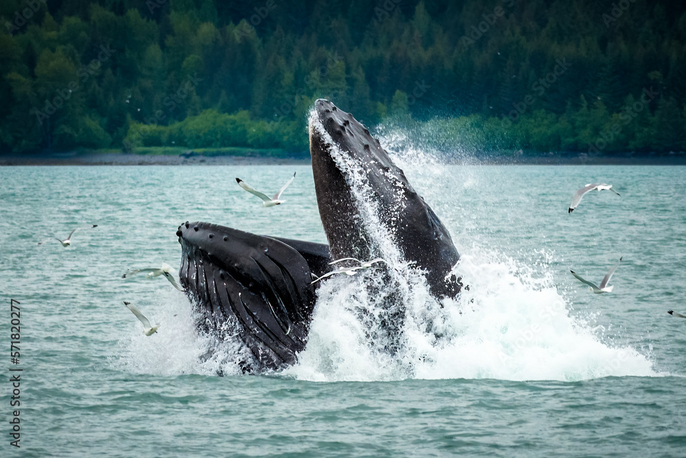 Fototapeta premium Humpback whale feeding, Seward, Alaska