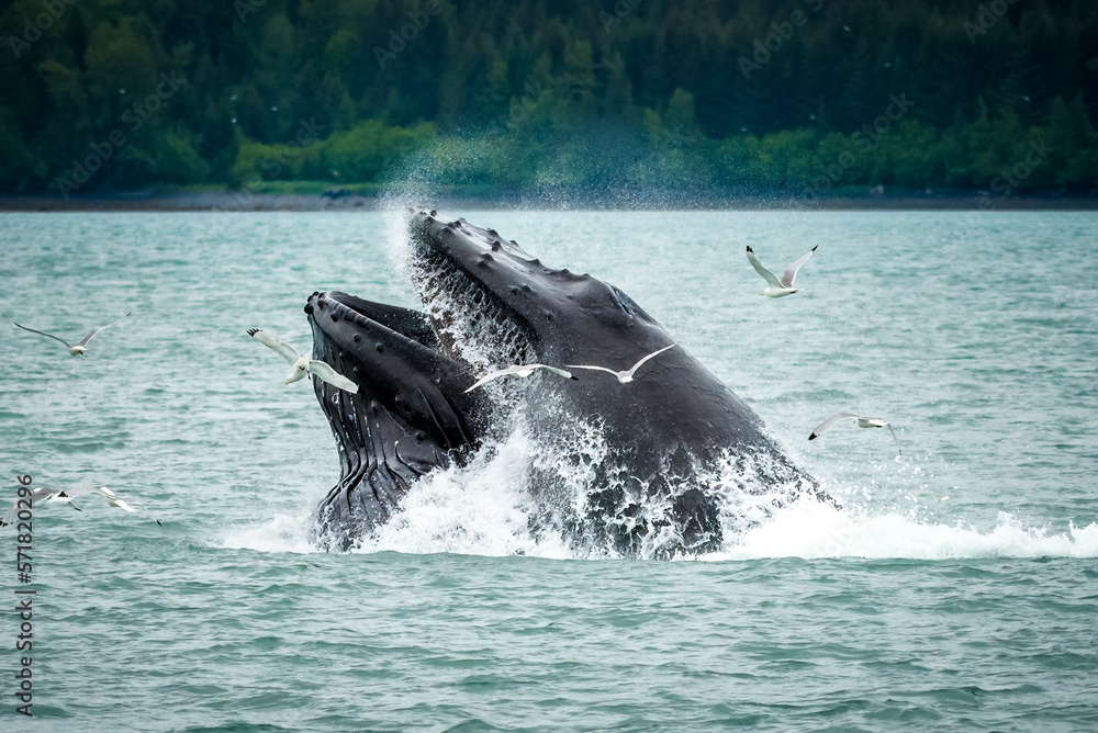 Fototapeta premium Humpback whale feeding, Seward, Alaska