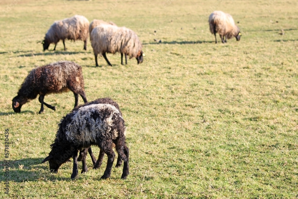 Sheep eating quietly in a grassy meadow. Selective focus, space for text Sheep eating quietly in a grassy meadow. Selective focus, space for text