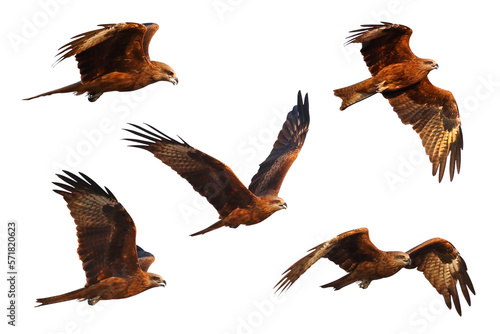 Birds of prey Black kite (Milvus migrans) flying on transparent background png file © Passakorn