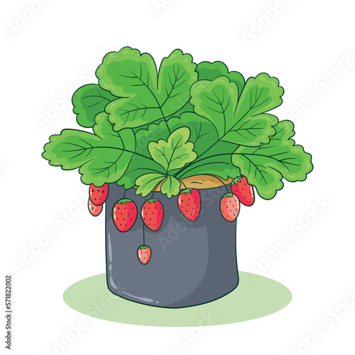 hand drawn strawberry plant