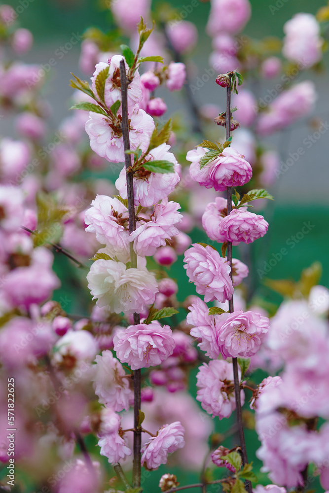 Pink gentle spring flowers in blossom of sakura, growing in park or botanical garden, japanese symbol of springtime, seasonal vertical texture, freshness and beauty of blooming nature Pink gentle spring flowers in blossom of sakura, growing in park or botanical garden, japanese symbol of springtime, seasonal vertical texture, freshness and beauty of blooming nature