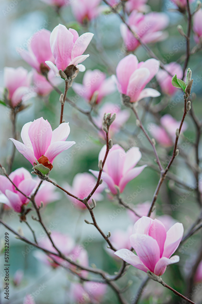 Obraz premium Blossoming pink pastel flowers of magnolia, branches, buds, petals, stems growing in spring park or botanical garden, beautiful colorful floral background, freshness and tenderness of springtime