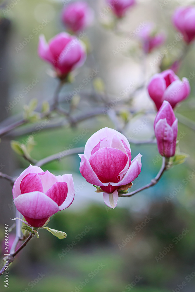 Blooming branches with purple flowers of magnolia, buds, stems, growing in spring park or botanical garden, colorful gentle floral wallpaper, symbol of springtime, beauty and freshness of nature Blooming branches with purple flowers of magnolia, buds, stems, growing in spring park or botanical garden, colorful gentle floral wallpaper, symbol of springtime, beauty and freshness of nature