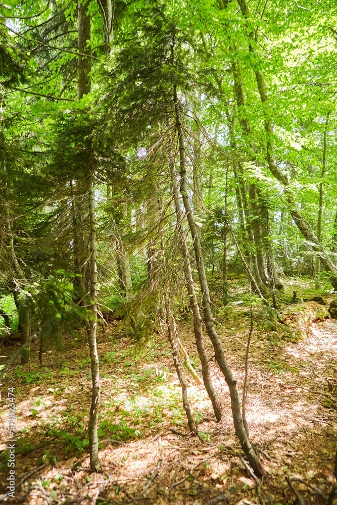 Trees in a forest, sanctified by the sun in the back Trees in a forest, sanctified by the sun in the back