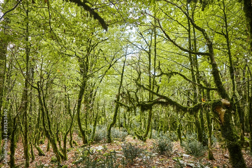 Trees in a forest, sanctified  by the sun in the back