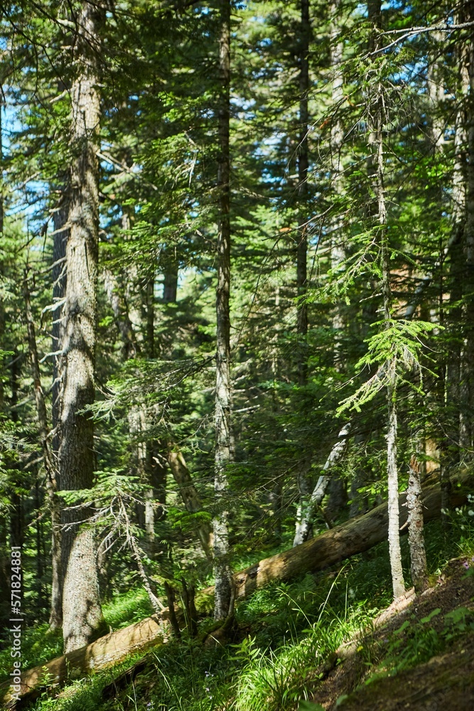 Fototapeta premium Trees in a forest, sanctified by the sun in the back