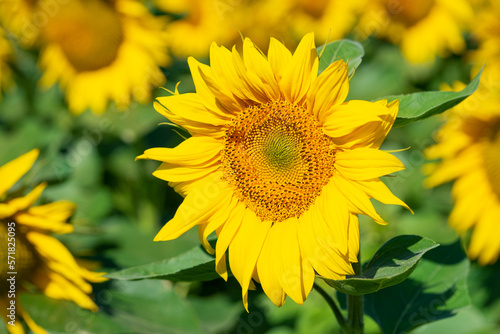 Sunflower blooming, natural background. Close up