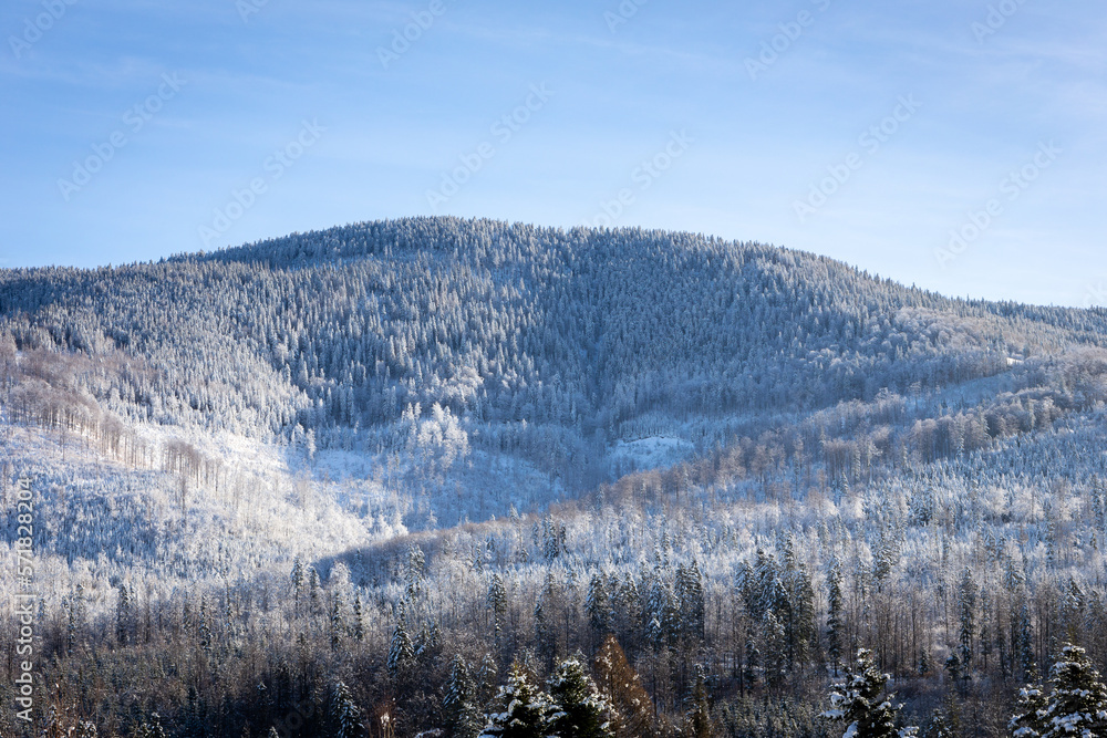 Winter landscape of Beskid Mountains with Romanka peak and coniferous forest covered with snow, Wegierska Gorka, Poland.