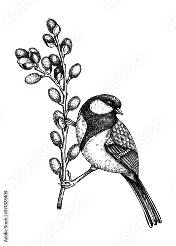 Vector spring sketch. Great tit sitting on blooming willow branches illustration. Hand drawn wildlife design in engraved style. Passerine bird and flowers isolated on white background for print
