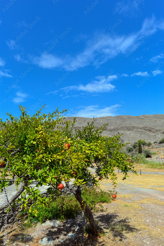Granatapfelbaum in Kato Zakros in Südostkreta, Griechenland Granatapfelbaum in Kato Zakros in Südostkreta, Griechenland