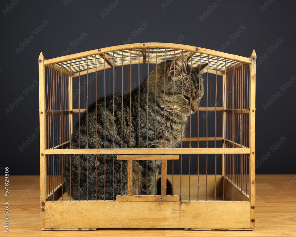Cat Locked In Cage