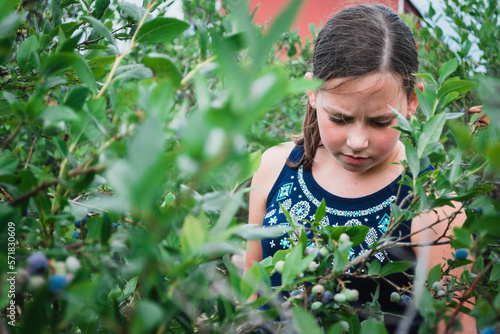 Young Girl Picking Blueberries on a Blueberry Farm in the Midwest photo