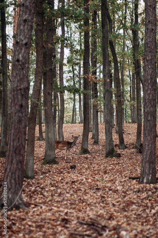 A deer peeking out from behind a tree. A deer peeking out from behind a tree.