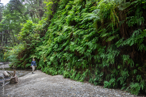 Hiker by a wall of five-finger ferns, Adiantum pedatum, in Fern Canyon, Prairie Creek Redwoods State Park photo
