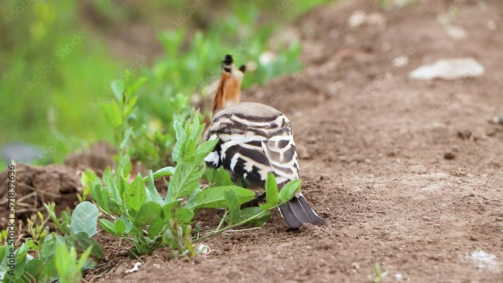 Utterly unmistakable orange bird with a zebra-striped wings The Eurasian hoopoe (Upupa epops) looks for food on the field in egypt. Utterly unmistakable orange bird with a zebra-striped wings The Eurasian hoopoe (Upupa epops) looks for food on the field in egypt.