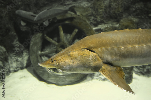  Sturgeon fish (kaluga, beluga) swim at the bottom of the aquarium. Fish underwater.