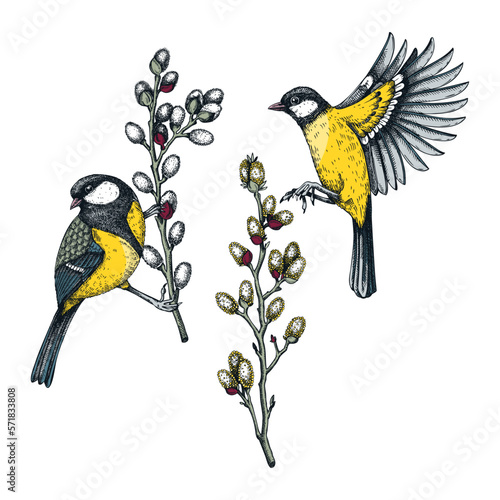 Colorful spring illustrations set. Two great tits on willow branches in sketched style. Hand drawn passerine bird and flowers sketches. Hand drawn wildlife illustration isolated on white background