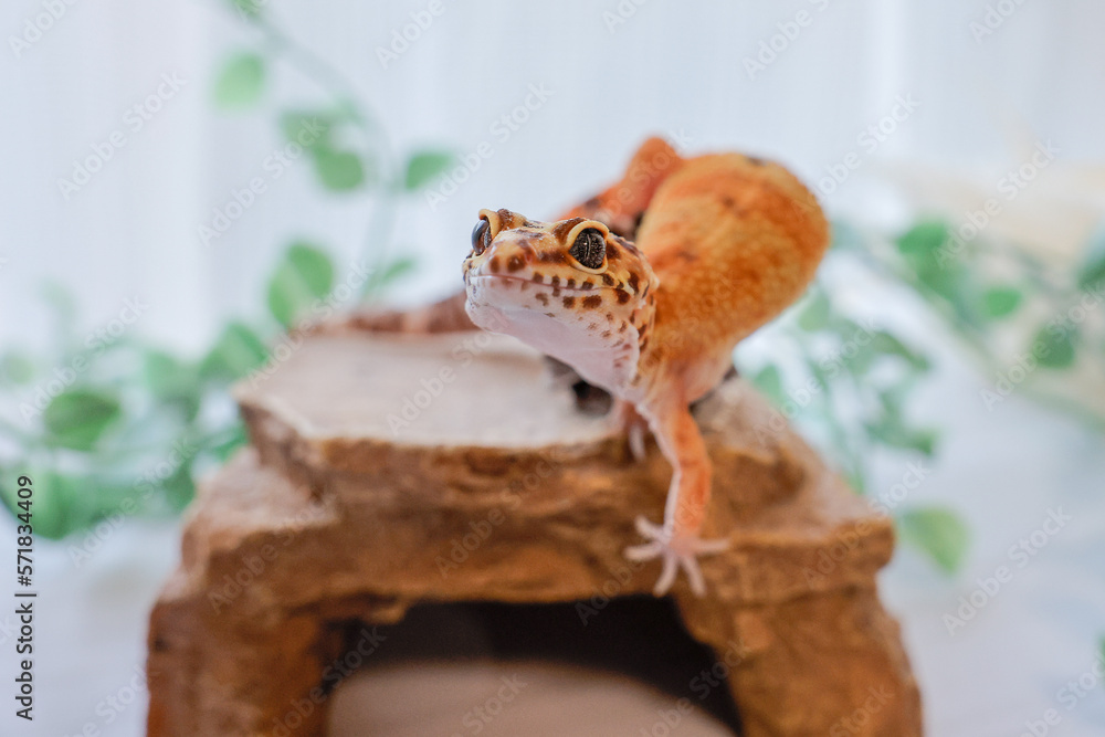 ヒョウモントカゲモドキ ヒョウモントカゲモドキ